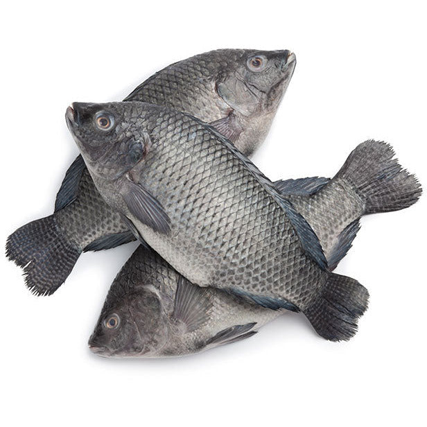 Frozen Tilapia Fish 300-500 (Gutted & Scaled) 2.5kg