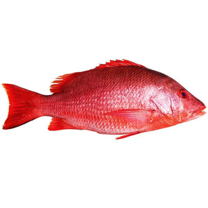 Red Snapper Fish x 2